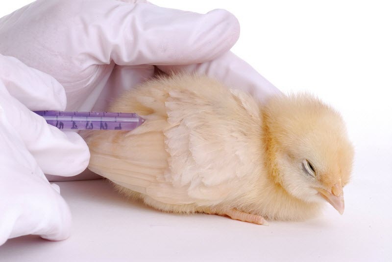 Бесплатная вакцинация против гриппа птиц.